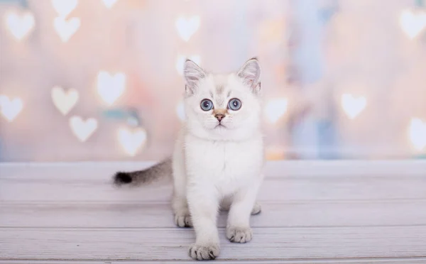 Schotse Rechte Kitten Van Lichte Kleur — Stockfoto