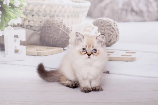 Gatinho Direto Escocês Cor Clara — Fotografia de Stock