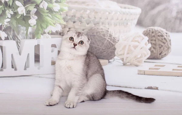 Szkocki Krotnie Kotek Srebrny Kolor — Zdjęcie stockowe