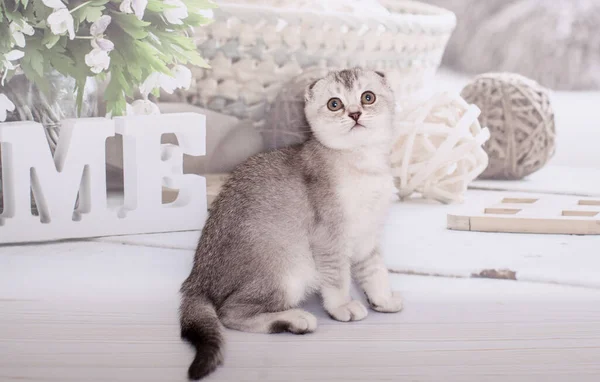 Scottish Fold Kitten Silver Color — Stock Photo, Image