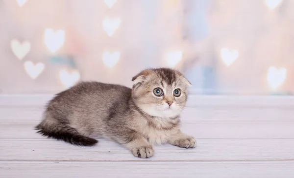 浅色的苏格兰折叠式小猫 — 图库照片