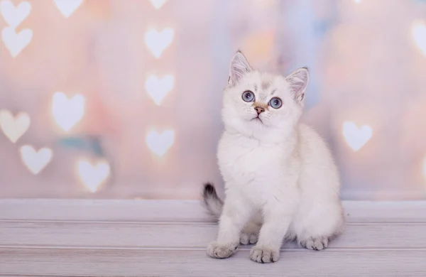 Schotse Rechte Kitten Van Lichte Kleur — Stockfoto