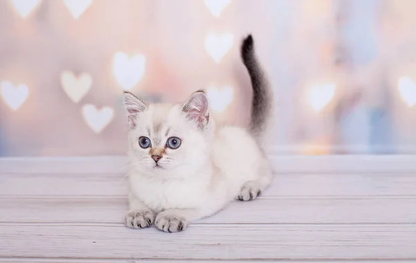 Açık Renkli Skoç Kedi Yavrusu — Stok fotoğraf