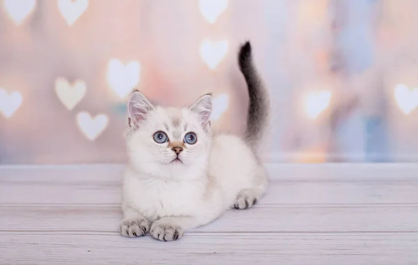 Açık Renkli Skoç Kedi Yavrusu — Stok fotoğraf