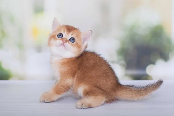 Dourado Escocês Gatinho Jogar Sozinho — Fotografia de Stock