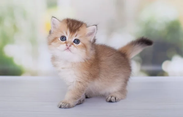 Golden Scottish Kitten Playing Alone — Stock Photo, Image