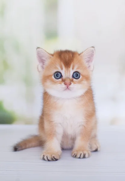 Dourado Escocês Gatinho Jogar Sozinho Fotos De Bancos De Imagens