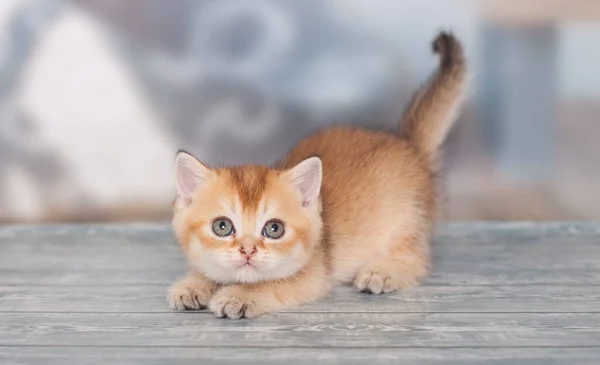 Dourado Escocês Gatinho Jogar Sozinho Fotos De Bancos De Imagens Sem Royalties