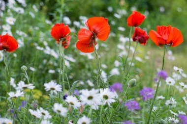 Poppies, papatya ve Peygamber bir glade üzerinde