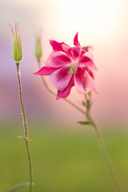 Pembe çiçek Aquilegia