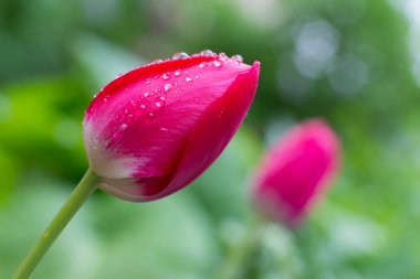 çiğ damlaları ile Pembe Lale