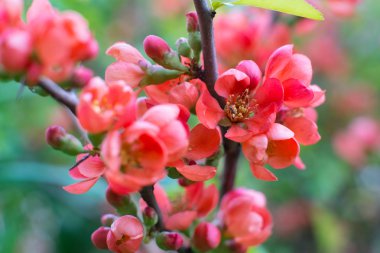 Japonca Ayva çiçek