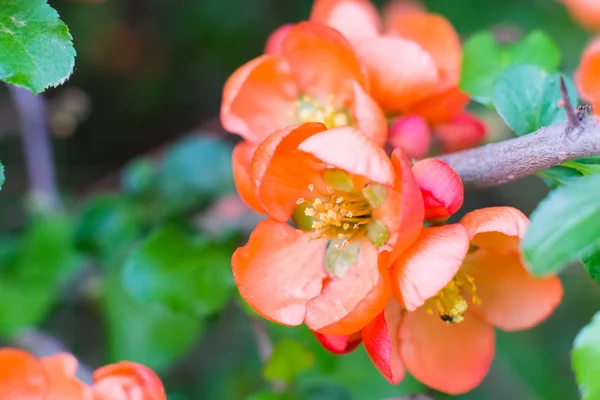 Japanska kvitten blommor — Stockfoto