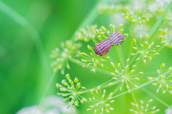 ストライプのカブトムシのペア — ストック写真