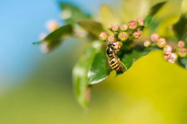 植物の花蕾に蜂 — ストック写真