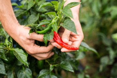 Meyve bahçesinde biber