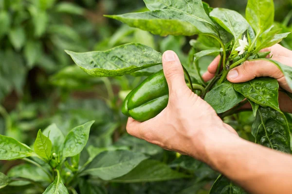 Peper in orchard — Stockfoto