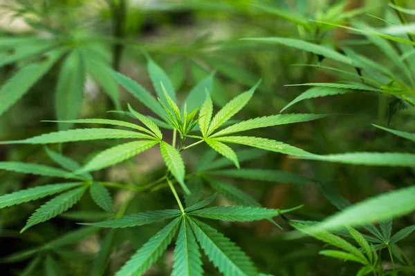 Marihuana.