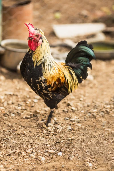 Rooster — Stock Photo, Image