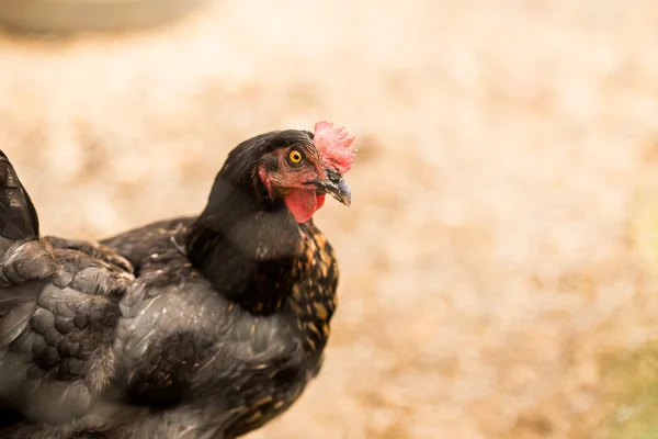 Galline ruspanti — Foto Stock