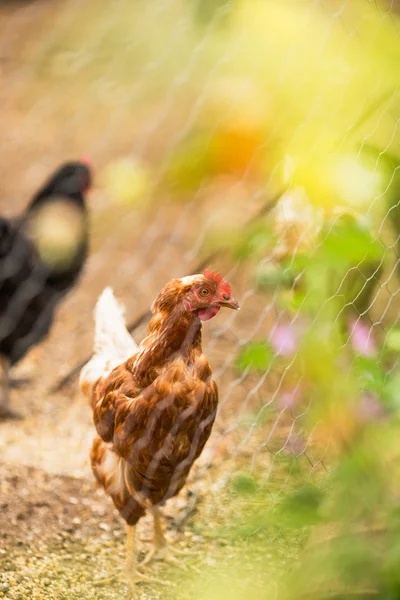 Free range hens — Stock Photo, Image