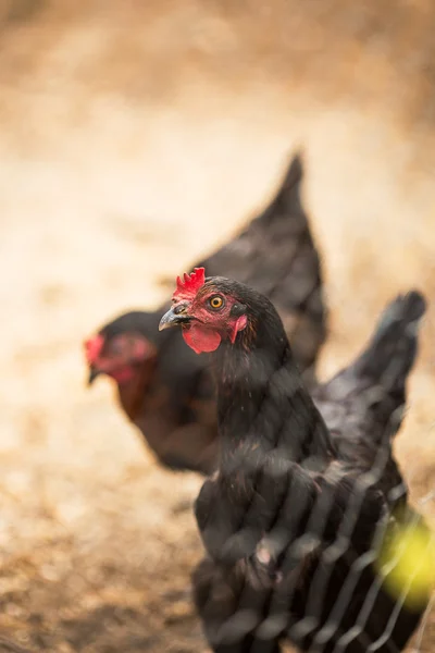 Free range hens — Stock Photo, Image