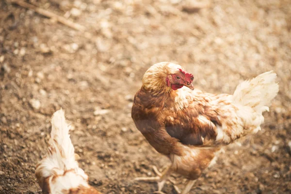 Free range hens — Stock Photo, Image