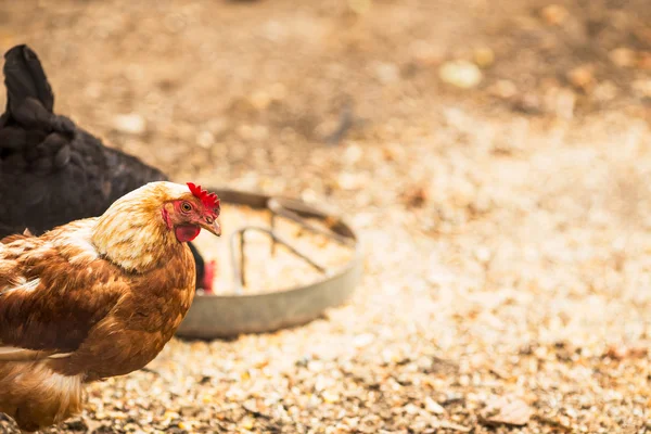 Free range hens — Stock Photo, Image