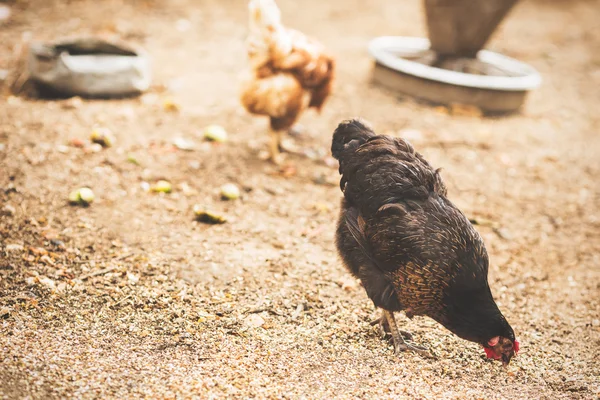 Free range hens — Stock Photo, Image