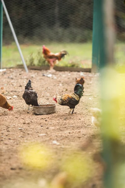 Galline ruspanti Fotografia Stock