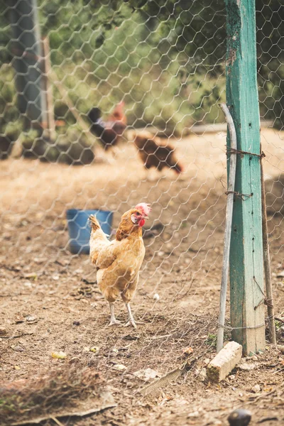 Free range hens — Stock Photo, Image