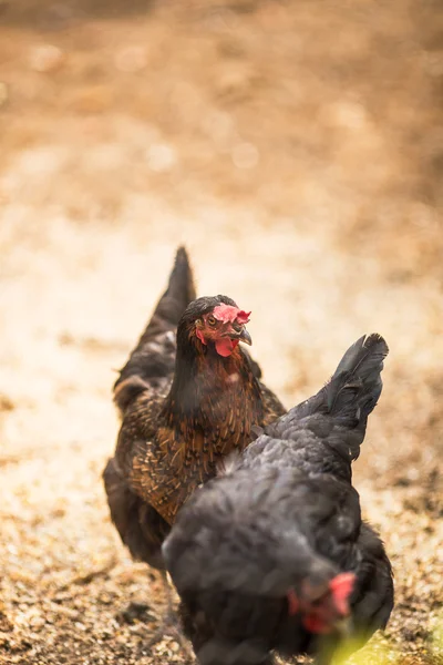 Free range hens — Stock Photo, Image