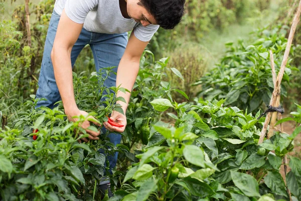 Jovem agricultor — Fotografia de Stock