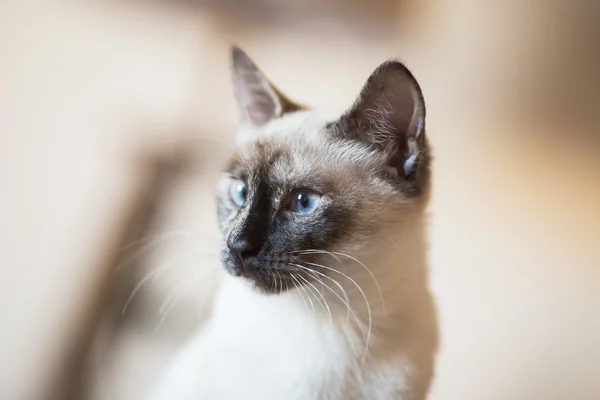 Pisica siameză — Fotografie, imagine de stoc