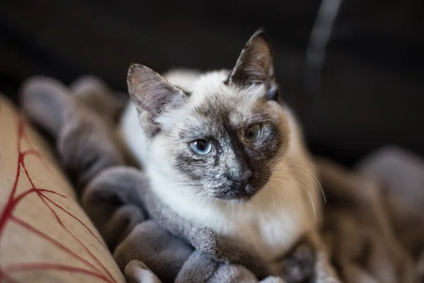 Gato siamês — Fotografia de Stock