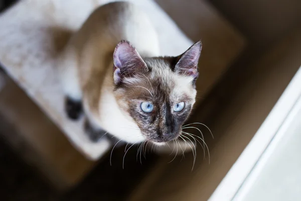 Gato siamês — Fotografia de Stock