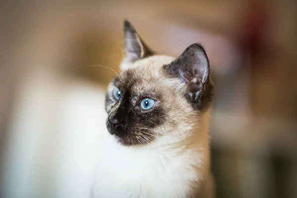 Gato siamês — Fotografia de Stock