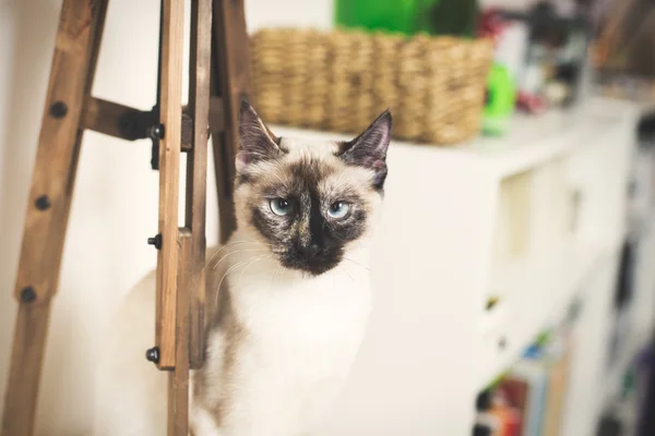 Pisica siameză — Fotografie, imagine de stoc