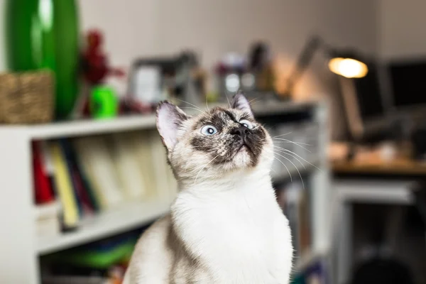 Siamese cat — Stock Photo, Image