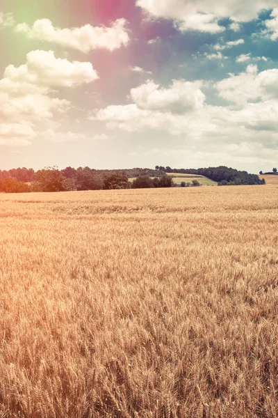 Wheat field — Stock Photo, Image