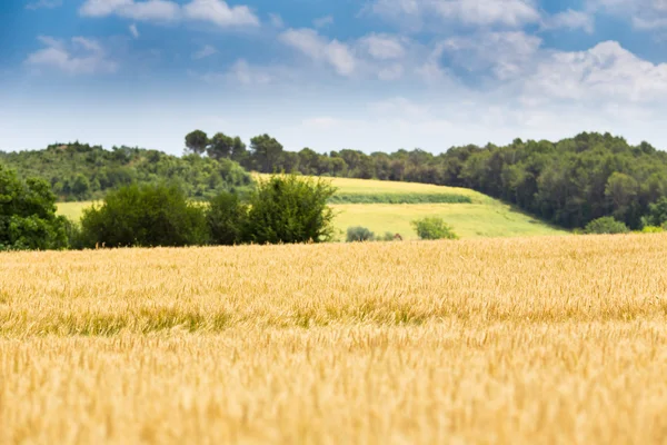 Weizenfeld — Stockfoto