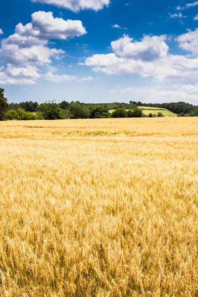 Campo de trigo — Foto de Stock