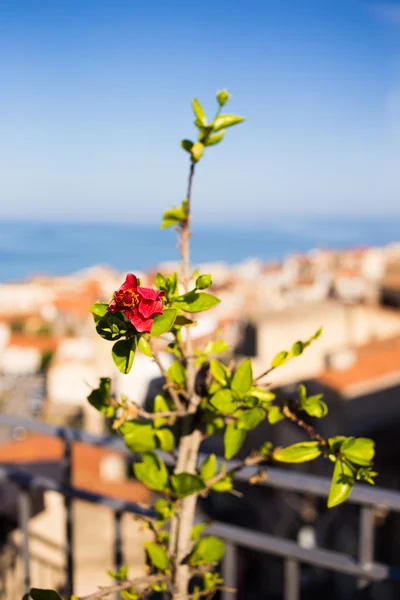 Cefalu — 스톡 사진