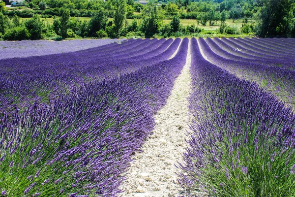 Lavendelfelder — Stockfoto