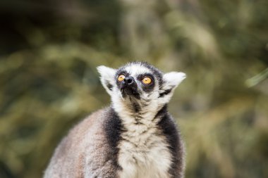Lemur