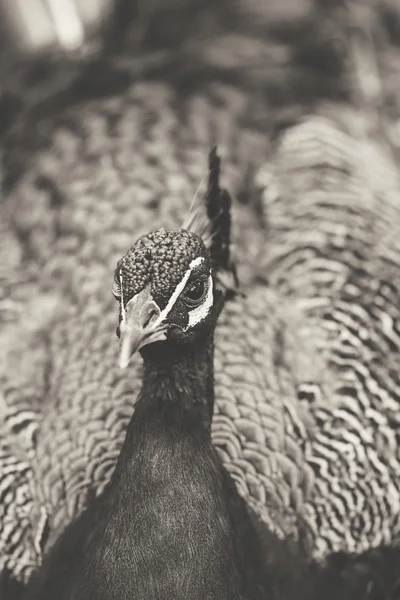 Pfau — Stockfoto