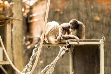 Spider Monkey