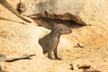 Mongoose clipart