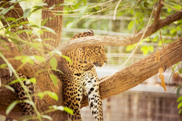 Leopard — Stockfoto