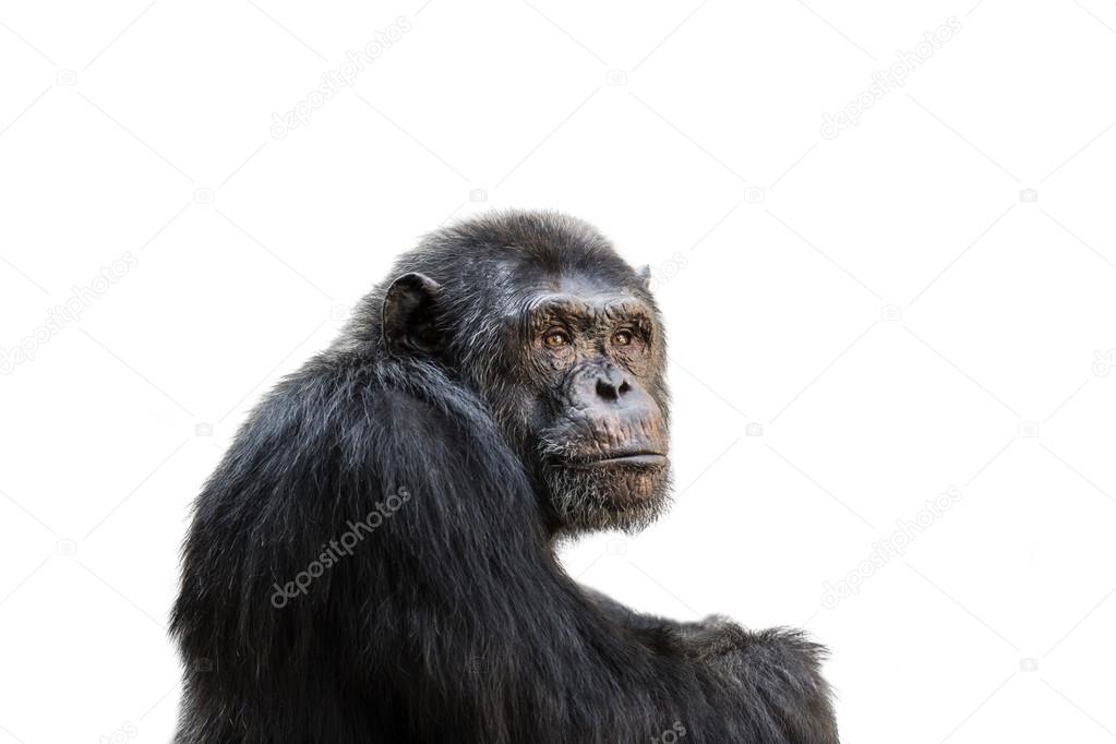 Chimp